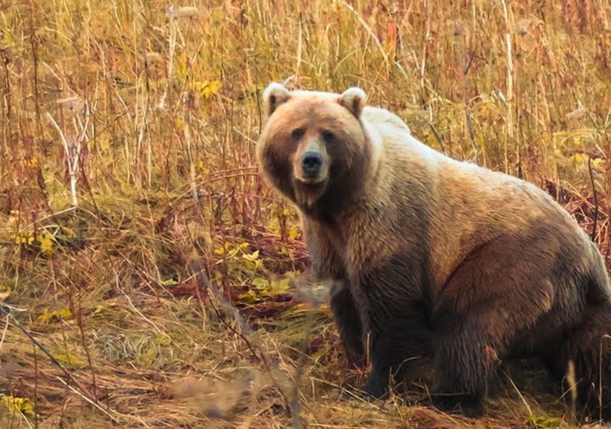 Alaska Peninsula Big Game Hunt